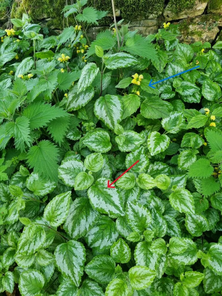 Native Yellow Archangel vs Variegated Yellow Archangel
