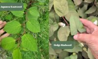 Japanese Knotweed vs. Hedge Bindweed: A Guide to Identification and Management