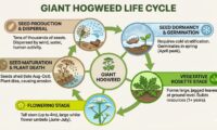 Giant Hogweed: Understanding Its Life Cycle and How to Manage It