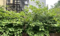 Invasive Species Week: How to Spot and Report Dangerous Plants in Your Garden